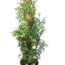 Живая туя в горшке, в Челябинске