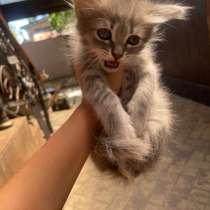 Котята в добрые руки, в Невинномысске