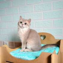 На продажу милый котенок. Порода британская (BSH), в г.Вроцлав