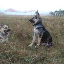 Продается щенок ВЕО, в Симферополе