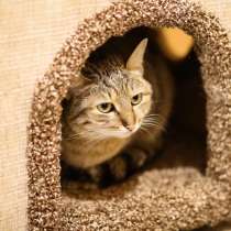 Нежная кошечка-совушка ищет дом, в Санкт-Петербурге