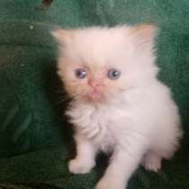 Продаю Персидскую кошечку, в г.Мелитополь