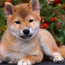 Щенки Сиба питомник, в Красноярске