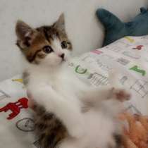 Котенок, в Воткинске
