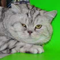 Вязка с мраморным котом, в Москве