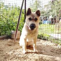 Метис шарпея, обаятельная собака ищет дом, в Санкт-Петербурге