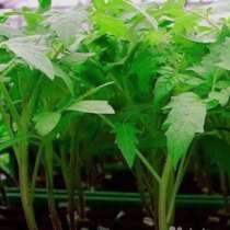 Продаю рассаду помидоров, в Кургане