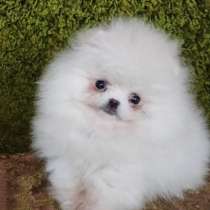 Померанский шпиц, в г.Benningen