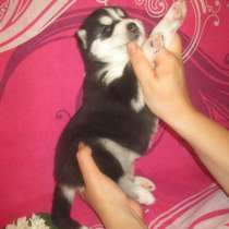 Родовитые сибирские хаски, в Чебоксарах