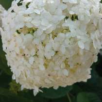 Гортензия, в Киржаче