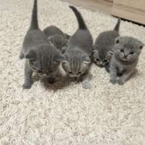 Продам котят, в г.Бендеры