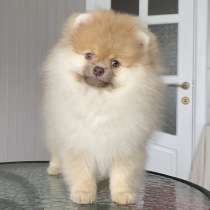 Померанский шпиц, в г.Born