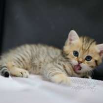 Открыто резервирование на британских котят, в г.Кишинёв