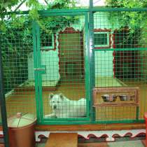 Передержка-домашний отель для собак, в Москве