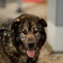 Амур. Пес-здоровяк из приюта, в Москве
