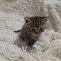 Спасена кошечка, отдам в хорошие руки, в Армавире