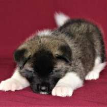 Щенки Американской Акиты, в г.Донецк