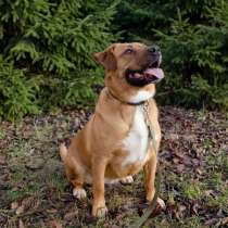 Собака Булочка из Усыпалки в дар!, в г.Минск