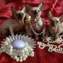 Канадские сфинксы от лучших представителей породы, в г.Париж