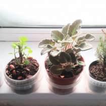 Продам цветы, в Губкинском