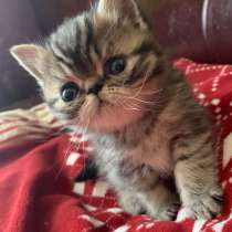 Котята экзоты, в г.Брест