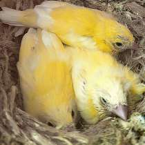 Продам канареек, в г.Kadima