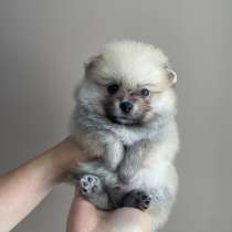 Щенок померанского шпица, в г.Кёльн