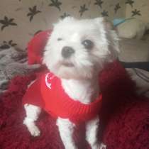 Передержка маленьких собак, в Москве