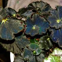 Бегонии декоративно-лиственные, в Челябинске