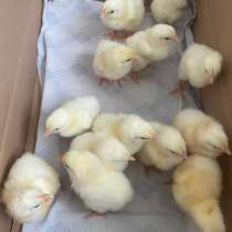 Цыплята бройлер кобб700, в Оренбурге