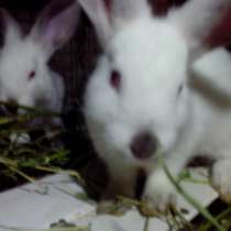 Продам калифорнийских кроликов, в г.Кутаиси