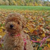 Мини той пудель, в г.Нюрнберг