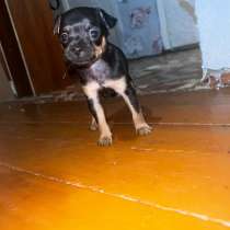 Щенки той-терьер, в Чите