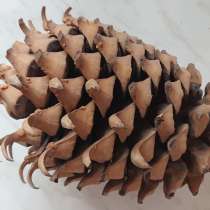 Шишка с сосны Коу́лтера из штата Калифорния, США, в Самаре