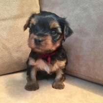 Готовятся к продаже щенки Йоркширского терьера, в г.Рыбница