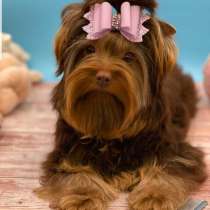 Шоколадный йорк, в г.Дюссельдорф