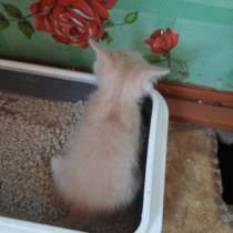 Котята бесплатно, в Благовещенске