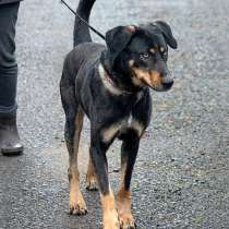 Великолепный Скай, молодой домашний пес в добрые руки, в Москве