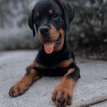Щенок ротвейлера, в г.Майами-Бич