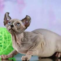 Kitten elf(dwelf), в г.Пекин