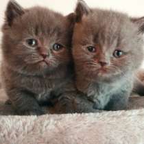 BKH Kitten, в г.Мюнхен