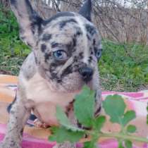 Французские малыши, в Казани