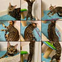 Бенгальские котята, в Москве