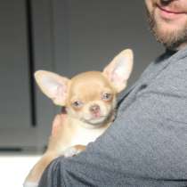 Девочка чихуахуа, в Саратове