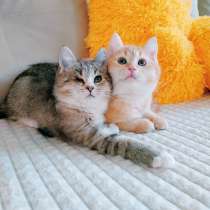 Брат и сестра 2 мес. британец и сибирская в одну семью, в Санкт-Петербурге