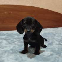 Карликовая такса, в г.Берлин