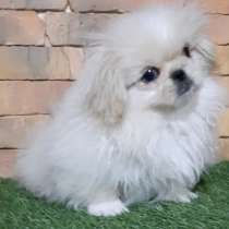 Пекинес королевский, в г.Франкфурт-на-Одере