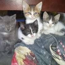 Отдам котят 1.5 месяца, в г.Мариуполь