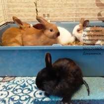 Карликовые домашние малыши кролики, в Дзержинске