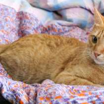 Котик Оскар в добрые руки, в Санкт-Петербурге